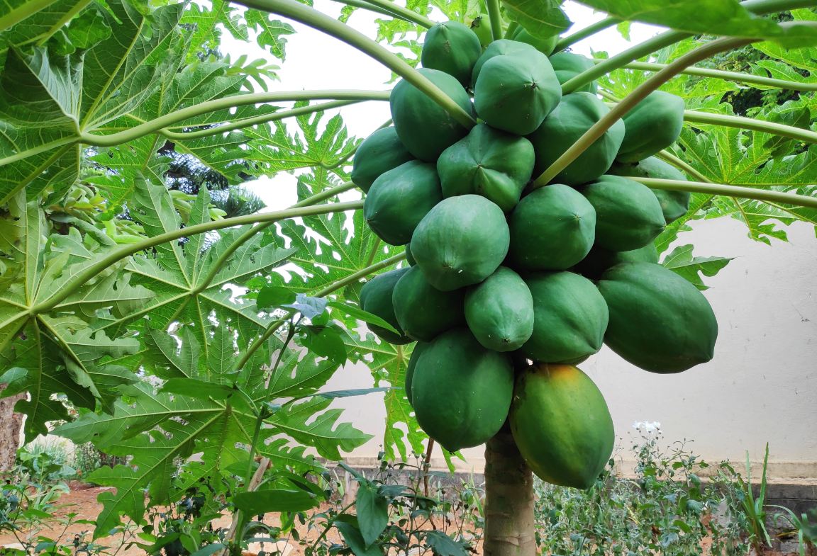 Poco F1 primary camera sample taken in the afternoon Xiaomi, Poco F1, launch, review, price, specifications,