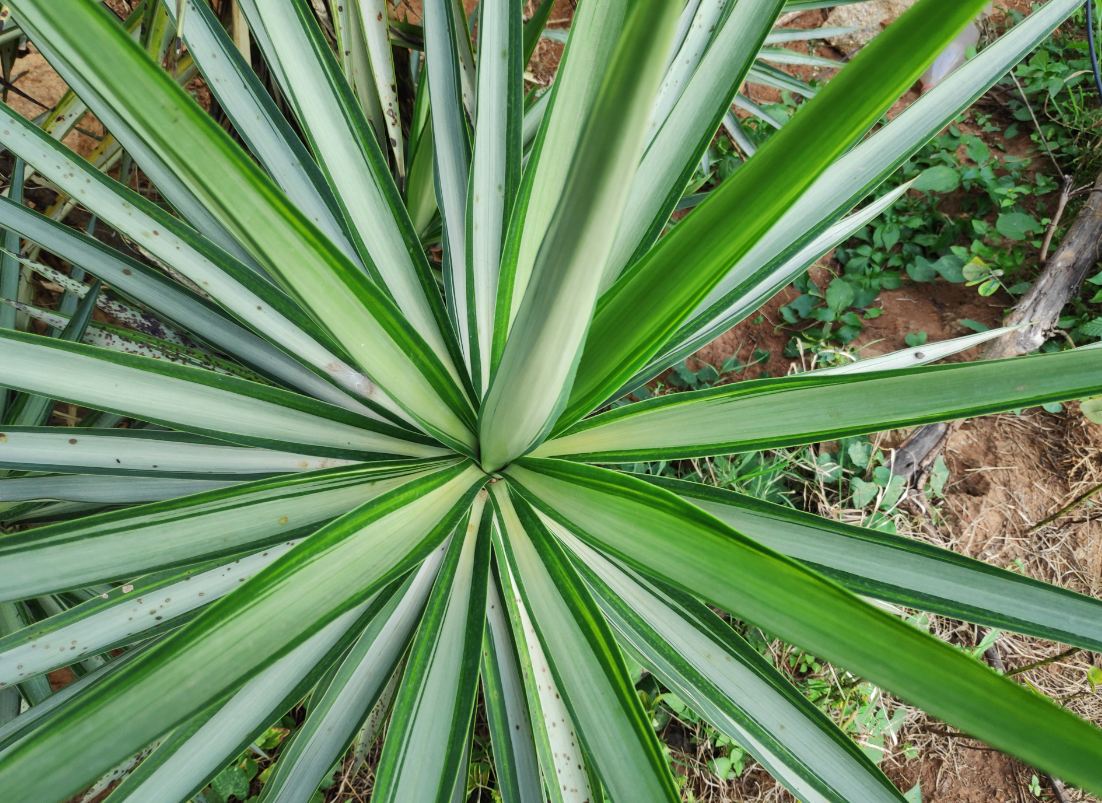 Poco F1 primary camera sample taken in the morning Xiaomi, Poco F1, launch, review, price, specifications,