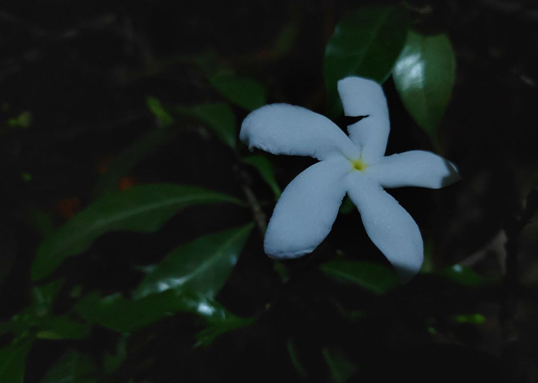 Poco F1 primary camera sample taken in the night with no street light Xiaomi, Poco F1, launch, review, price, specifications,