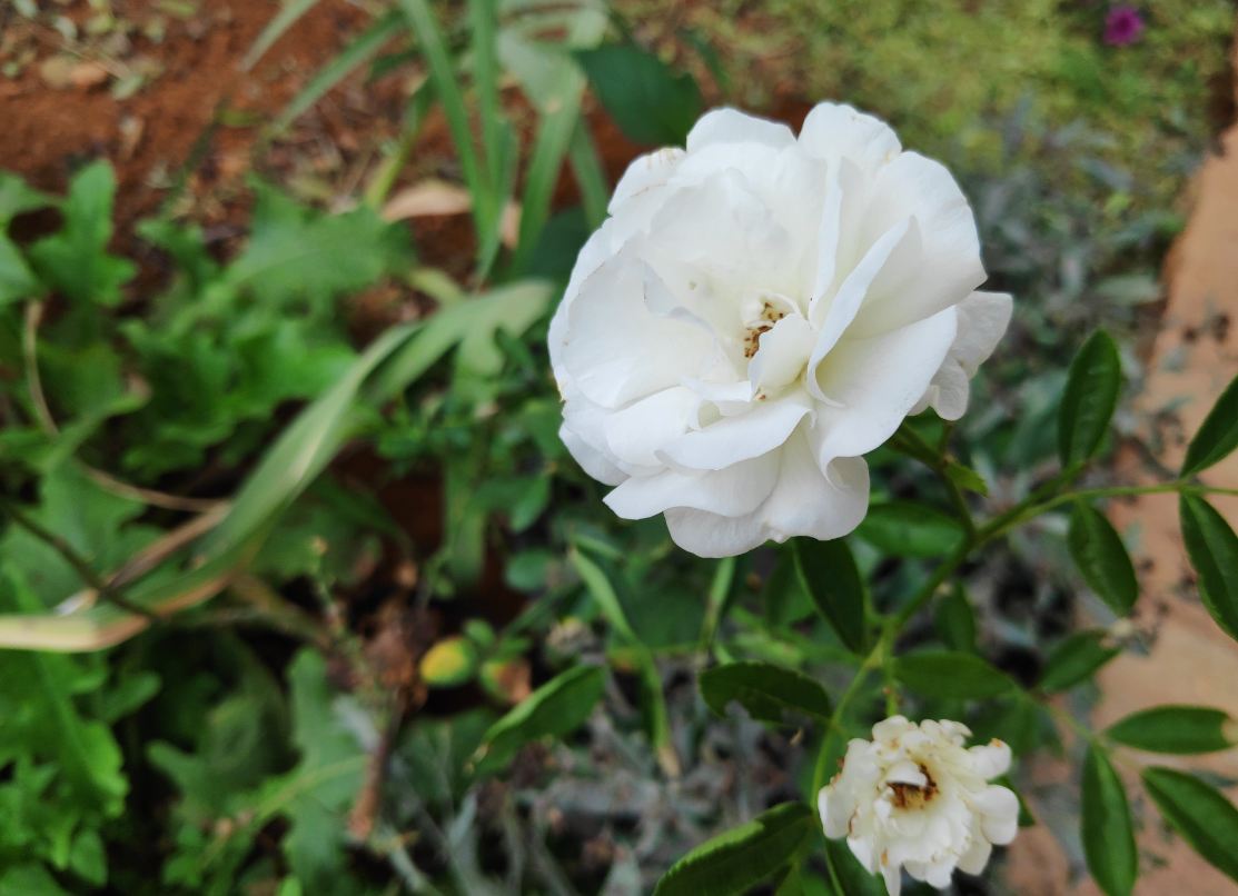 Poco F1 primary camera sample taken in the morning. Xiaomi, Poco F1, launch, review, price, specifications,