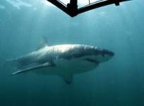 Great White Shark