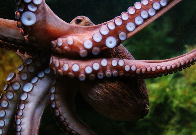 Octopuses taking MDMA found to get really friendly with each other- representational image Octopus