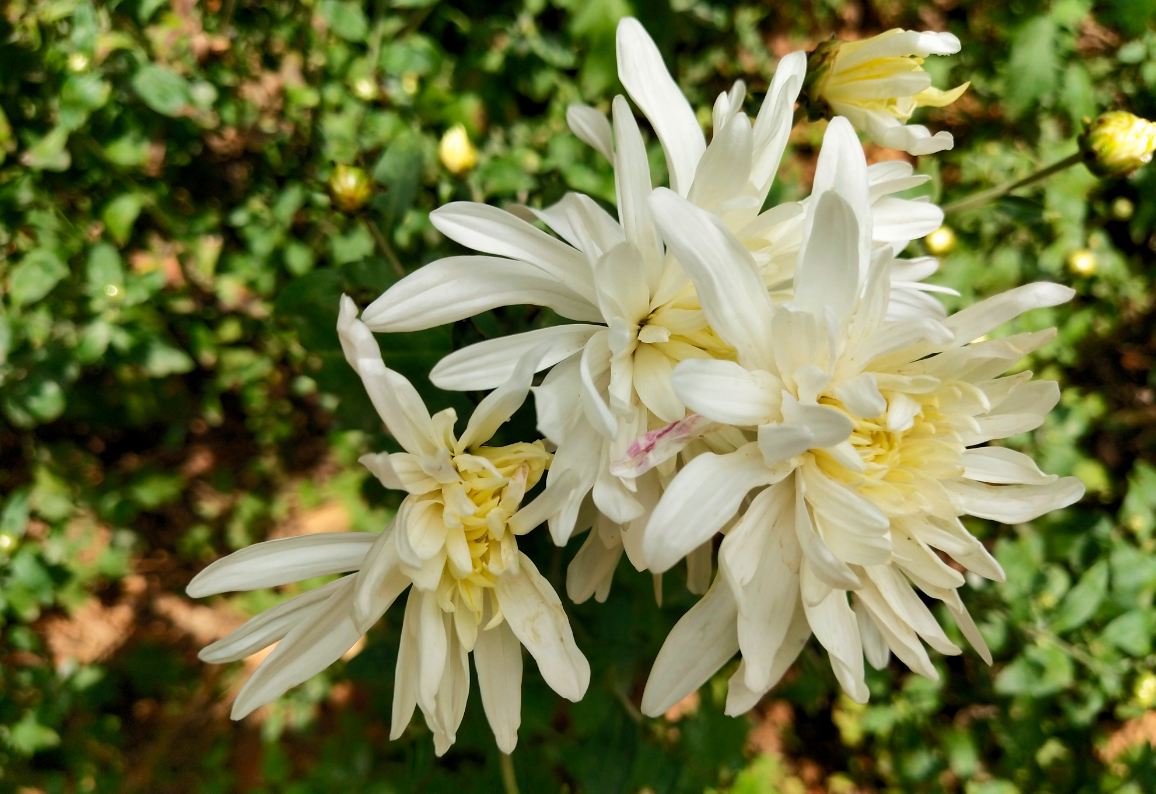 Vivo, V11 Pro, launch, price, specs, review