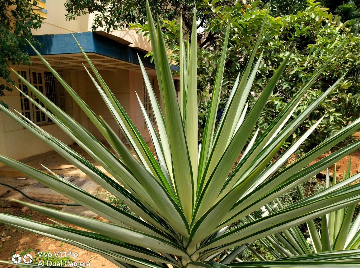 Vivo, V11 Pro, launch, price, specs, review