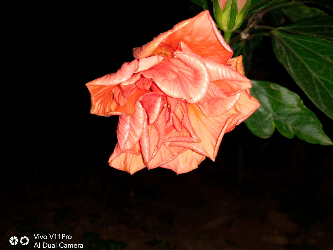 Vivo, V11 Pro, launch, price, specs, review