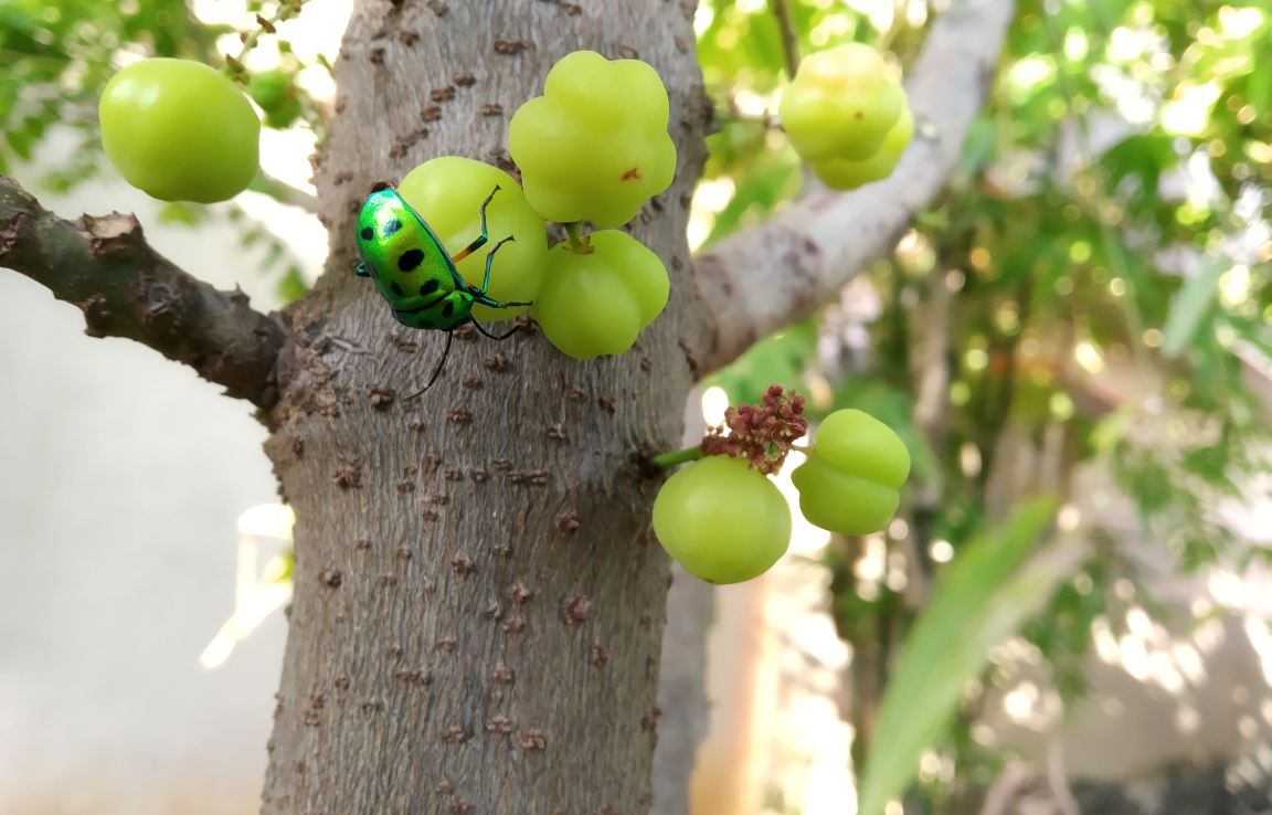 Xiaomi, Redmi 6 Pro, review, price, specs