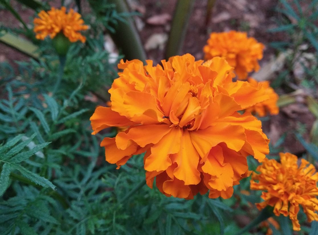 Xiaomi, Redmi 6 Pro, review, price, specs