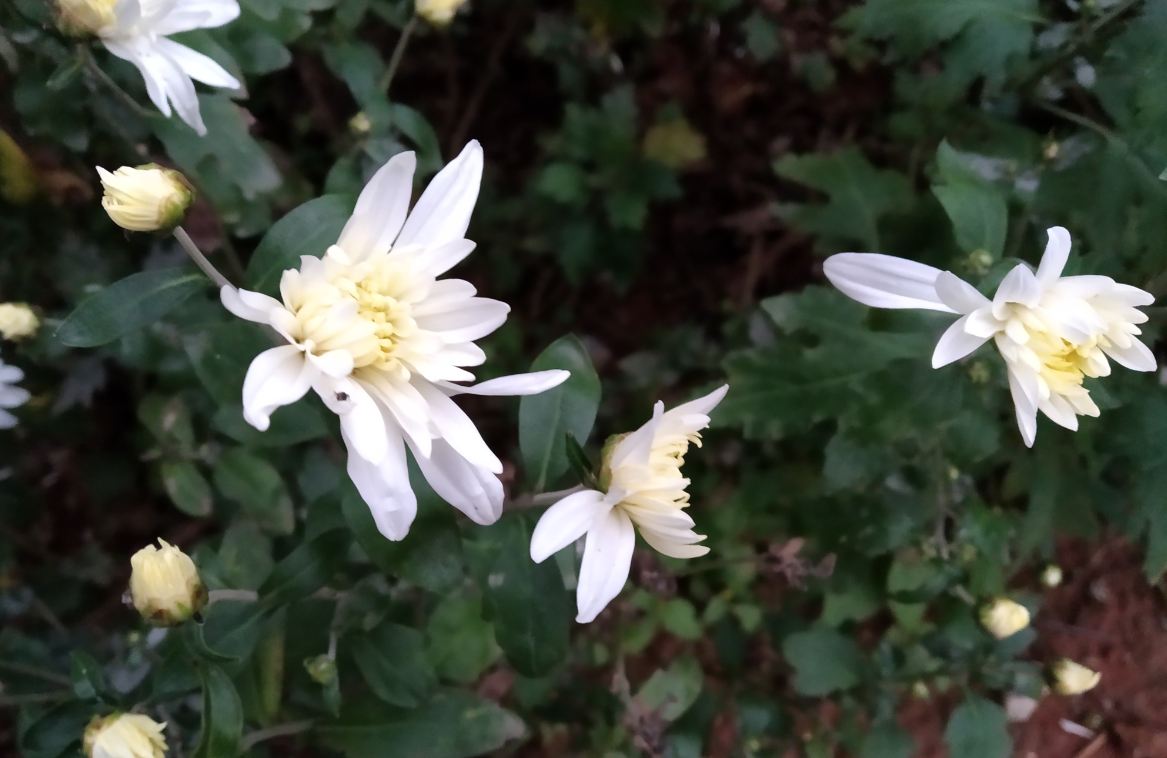 Xiaomi, Redmi 6 Pro, review, price, specs