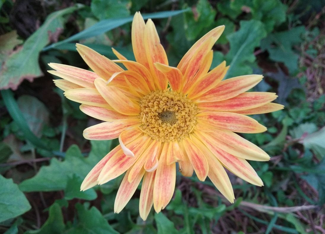 Xiaomi, Redmi 6 Pro, review, price, specs