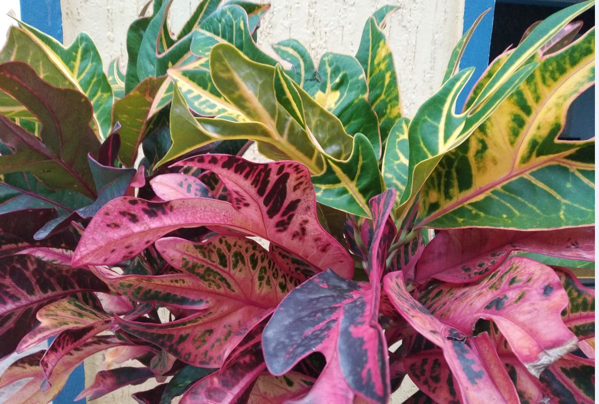 Xiaomi, Redmi 6 Pro, review, price, specs