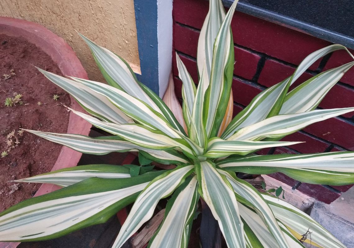 Xiaomi, Redmi 6 Pro, review, price, specs