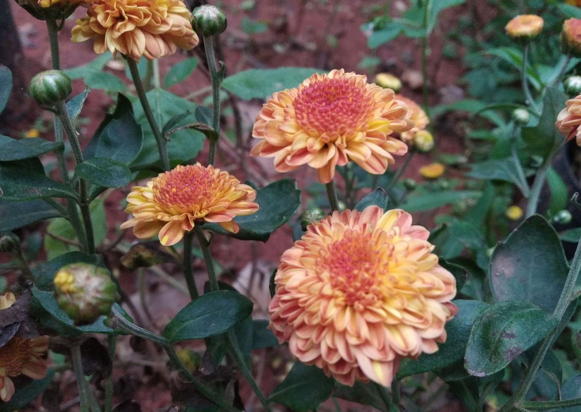 Xiaomi, Redmi 6 Pro, review, price, specs