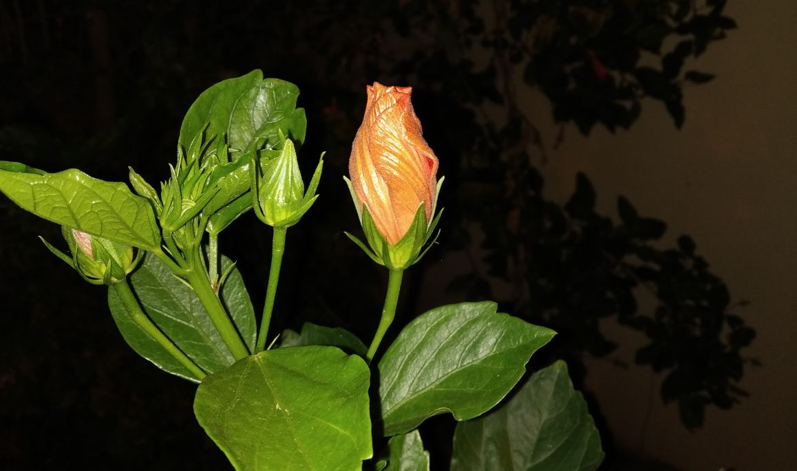 Xiaomi, Redmi 6 Pro, review, price, specs