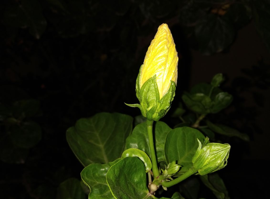 Xiaomi, Redmi 6 Pro, review, price, specs