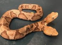 two headed snake