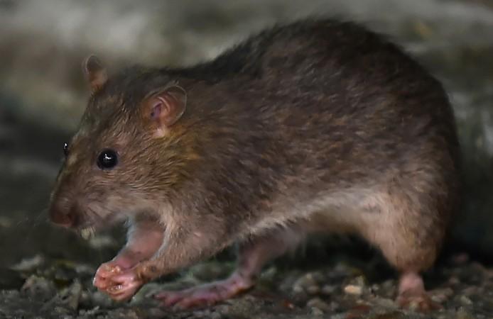 Rat infestations are on the rise in Hong Kong after continuous bad weather, say reports--Representational Image Rat