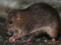 Rat
