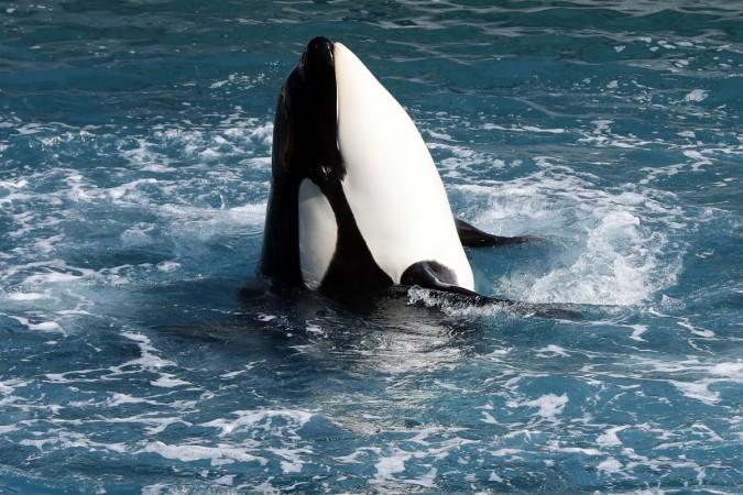 PCB levels in orcas are causing them to collapse, they might be gone in about a 100 years Orca