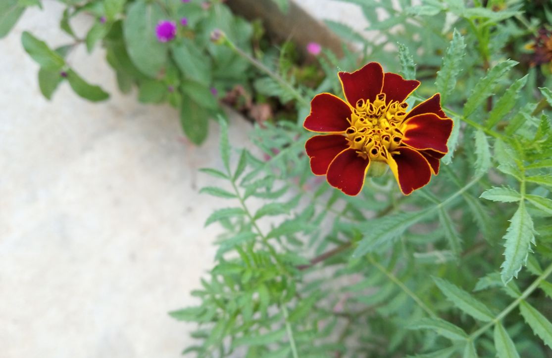 Xiaomi Redmi 6 primary camera samples taken during the morning. Xiaomi, Redmi 6, review, India, launch, Desh ke naye smartphones