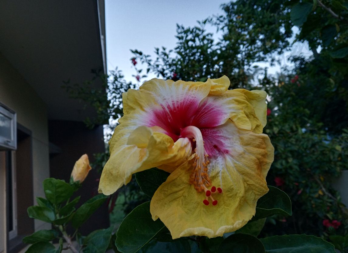 Xiaomi Redmi 6 primary camera samples taken in the evening Xiaomi, Redmi 6, review, India, launch, Desh ke naye smartphones
