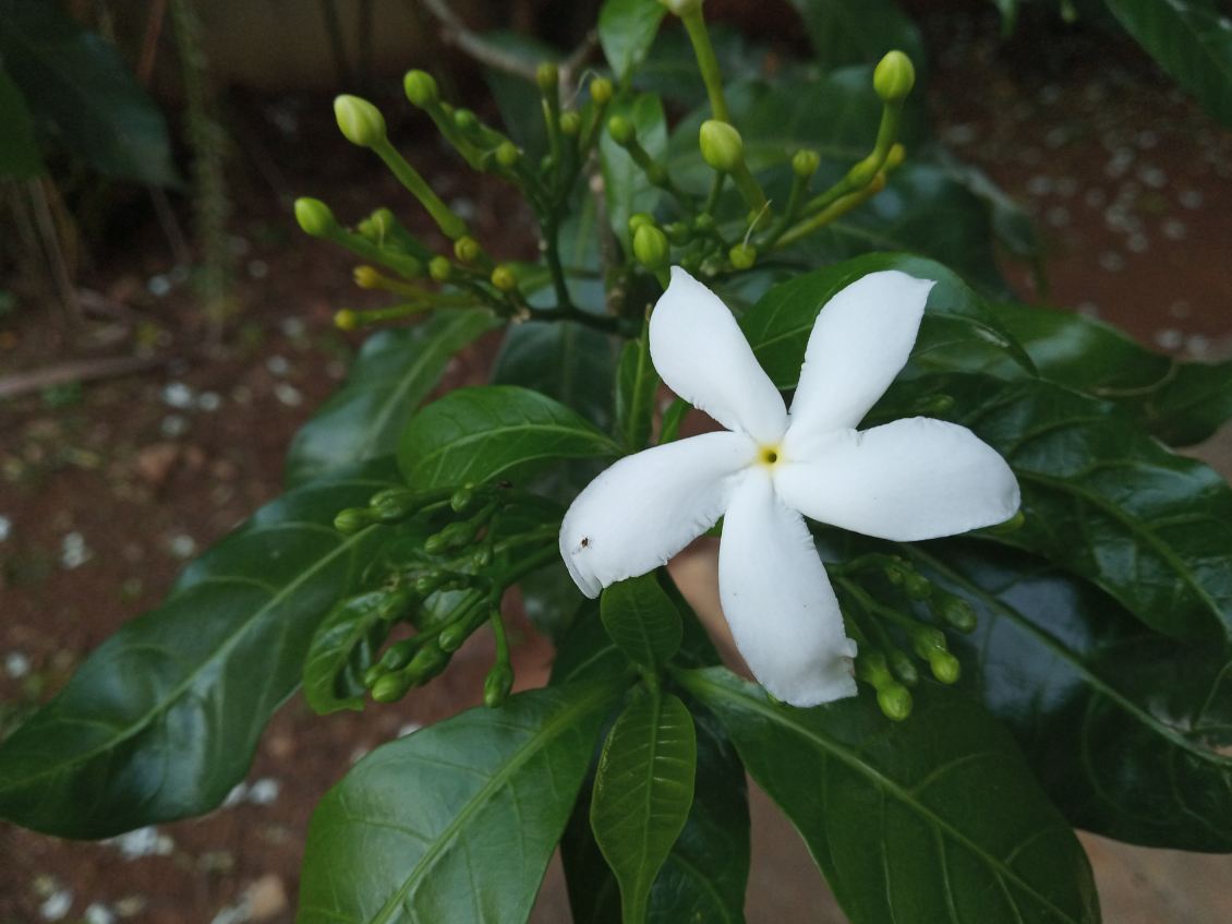 Xiaomi Redmi 6 primary camera samples taken during evening Xiaomi, Redmi 6, review, India, launch, Desh ke naye smartphones