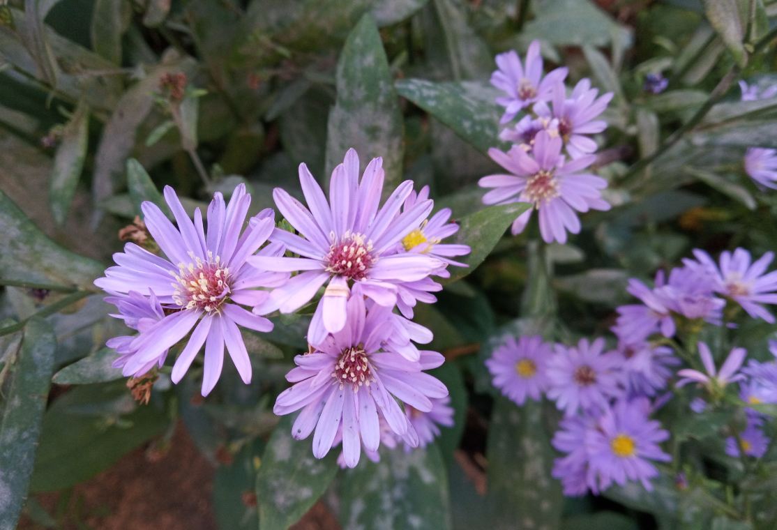 Xiaomi Redmi 6 primary camera samples taken in the morning. Xiaomi, Redmi 6, review, India, launch, Desh ke naye smartphones