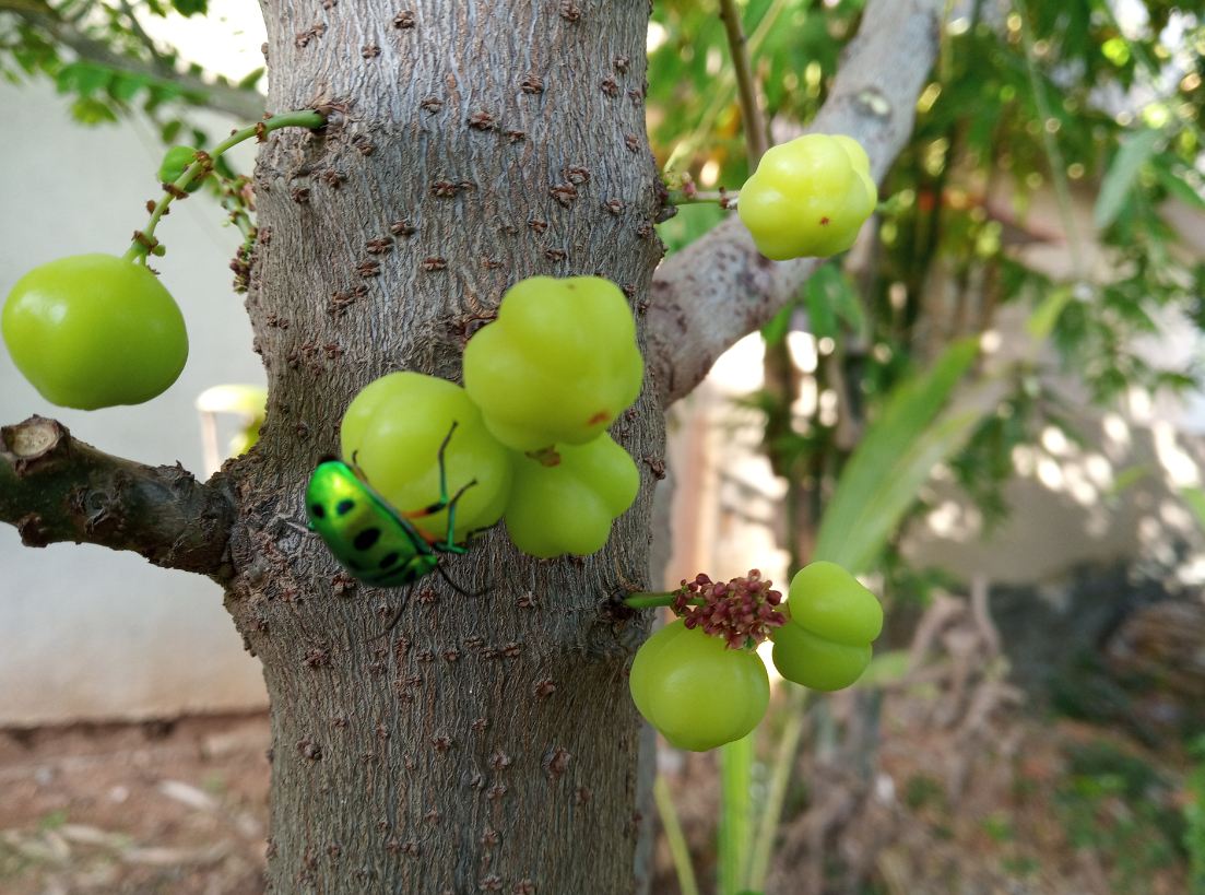 Xiaomi Redmi 6 primary camera samples taken during evening Xiaomi, Redmi 6, review, India, launch, Desh ke naye smartphones