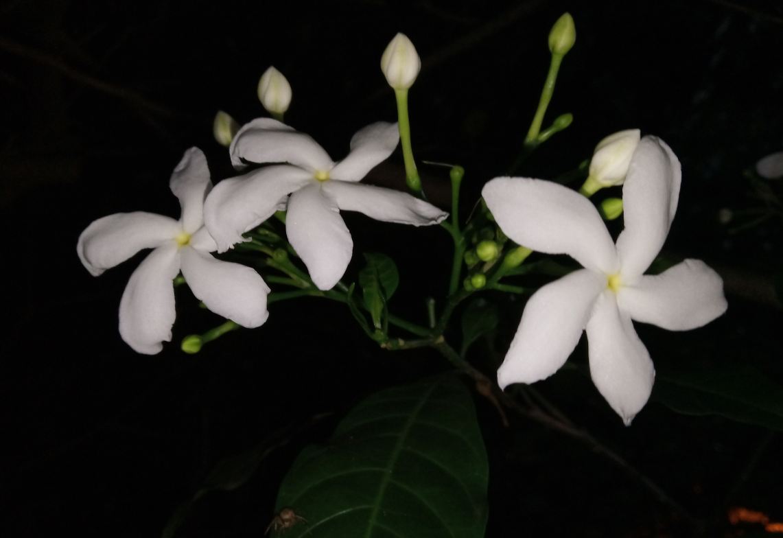 Xiaomi Redmi 6 primary camera samples taken during night Xiaomi, Redmi 6, review, India, launch, Desh ke naye smartphones
