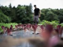organic farming