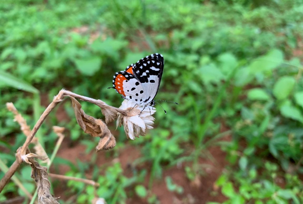 Apple, iPhone XS, review