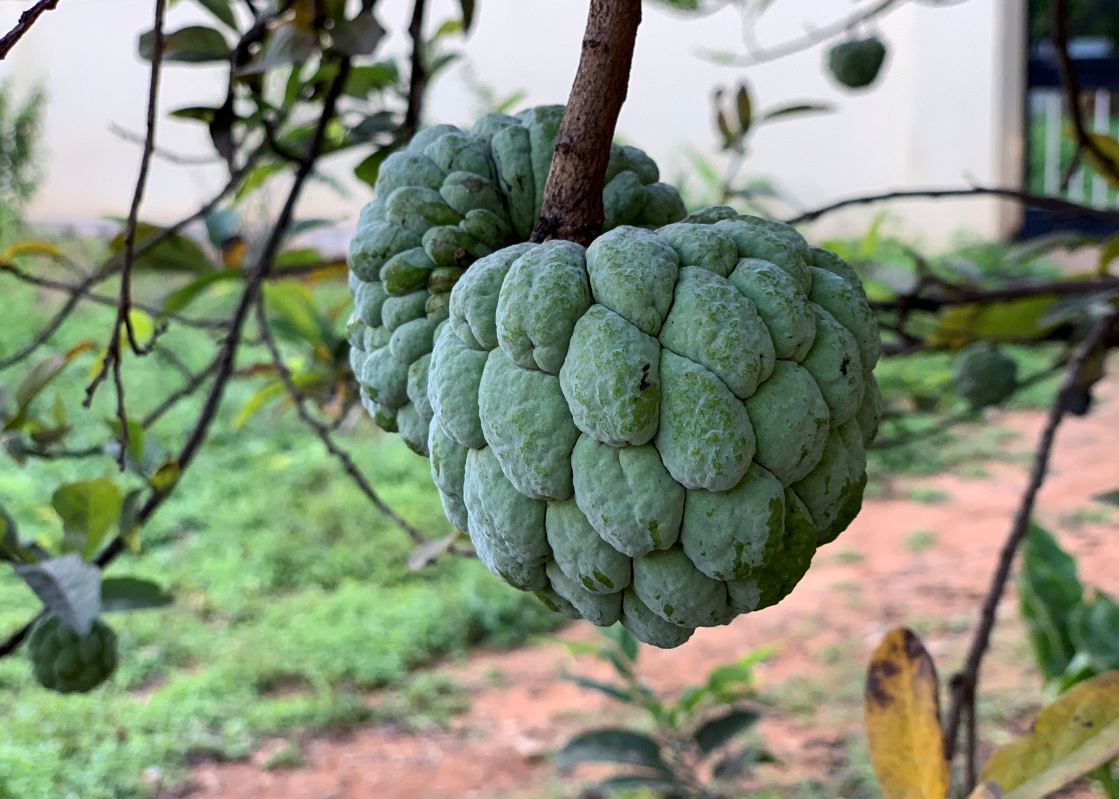 Apple, iPhone XS, review