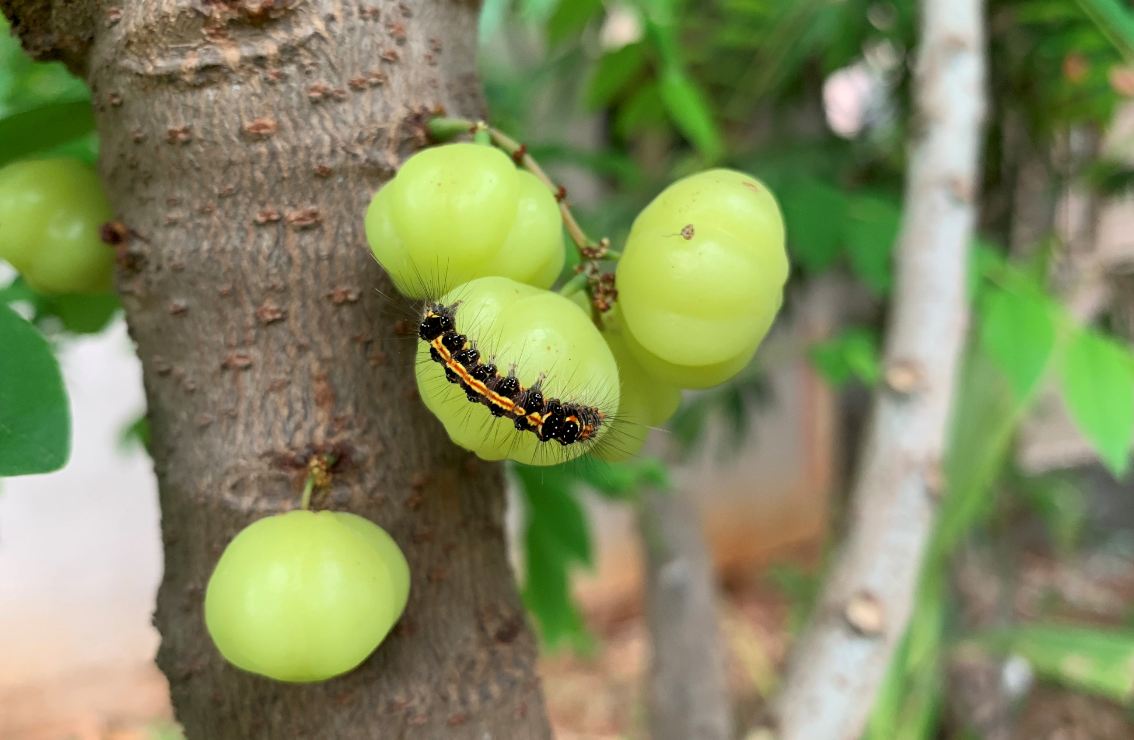 Apple, iPhone XS, review