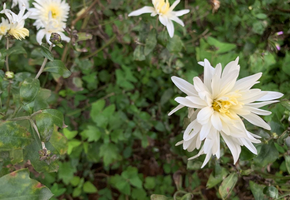 Apple, iPhone XS, review