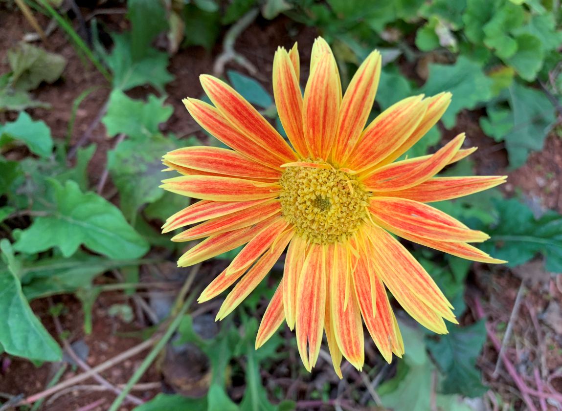 Apple, iPhone XS, review