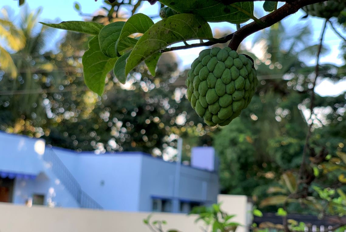 Apple, iPhone XS, review