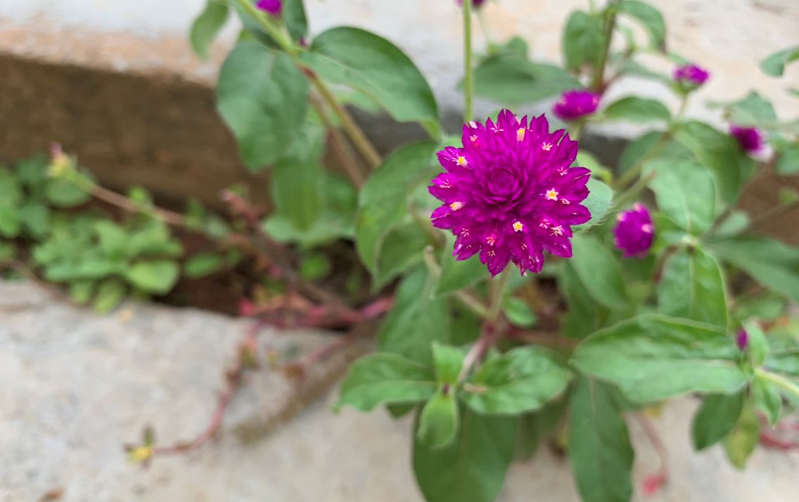 Apple, iPhone XS, review