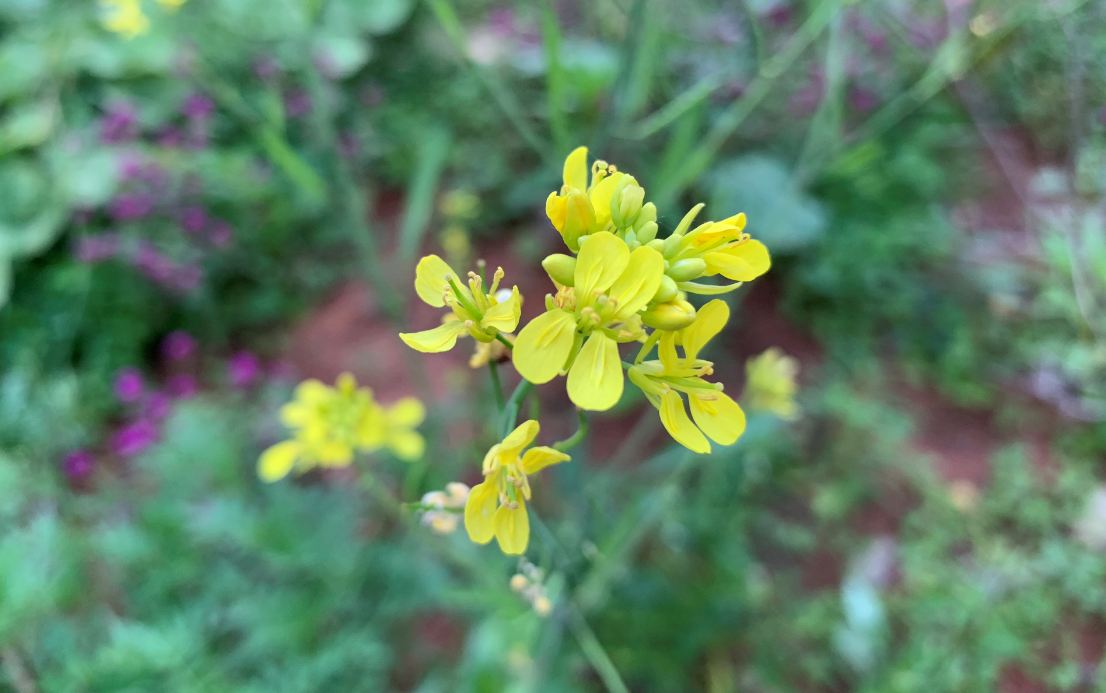 Apple, iPhone XS, review