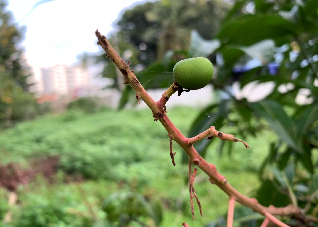 Apple, iPhone XS, review