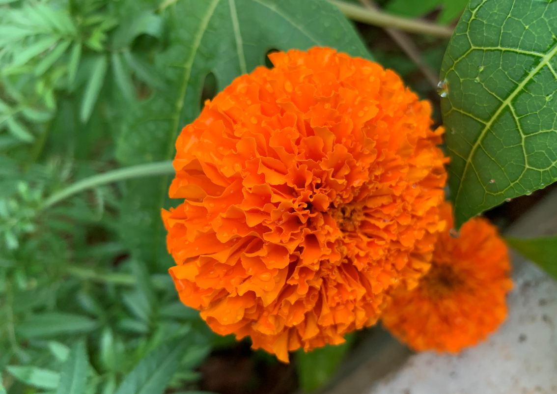 Apple, iPhone XS, review