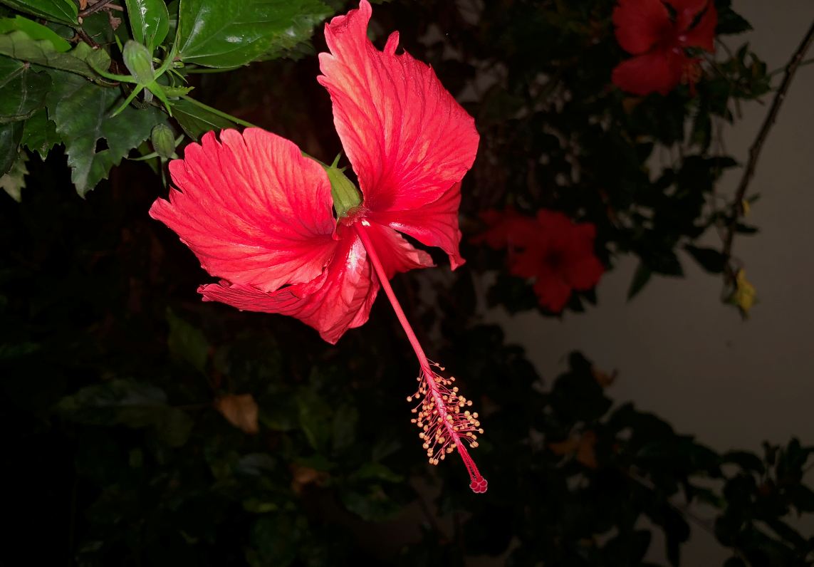 Apple, iPhone XS, review