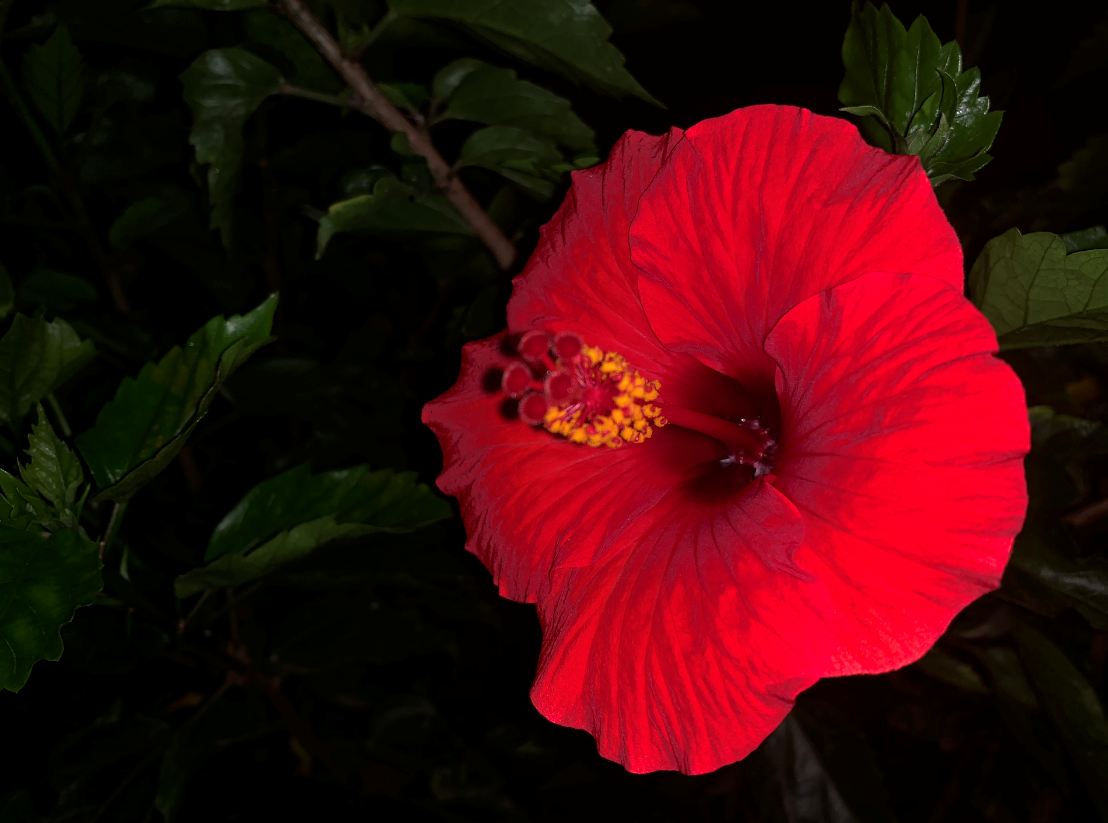 Apple, iPhone XS, review