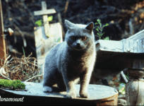 Pet Sematary movie trailer