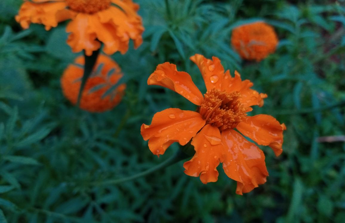 Tecno, Camon i 2X, review