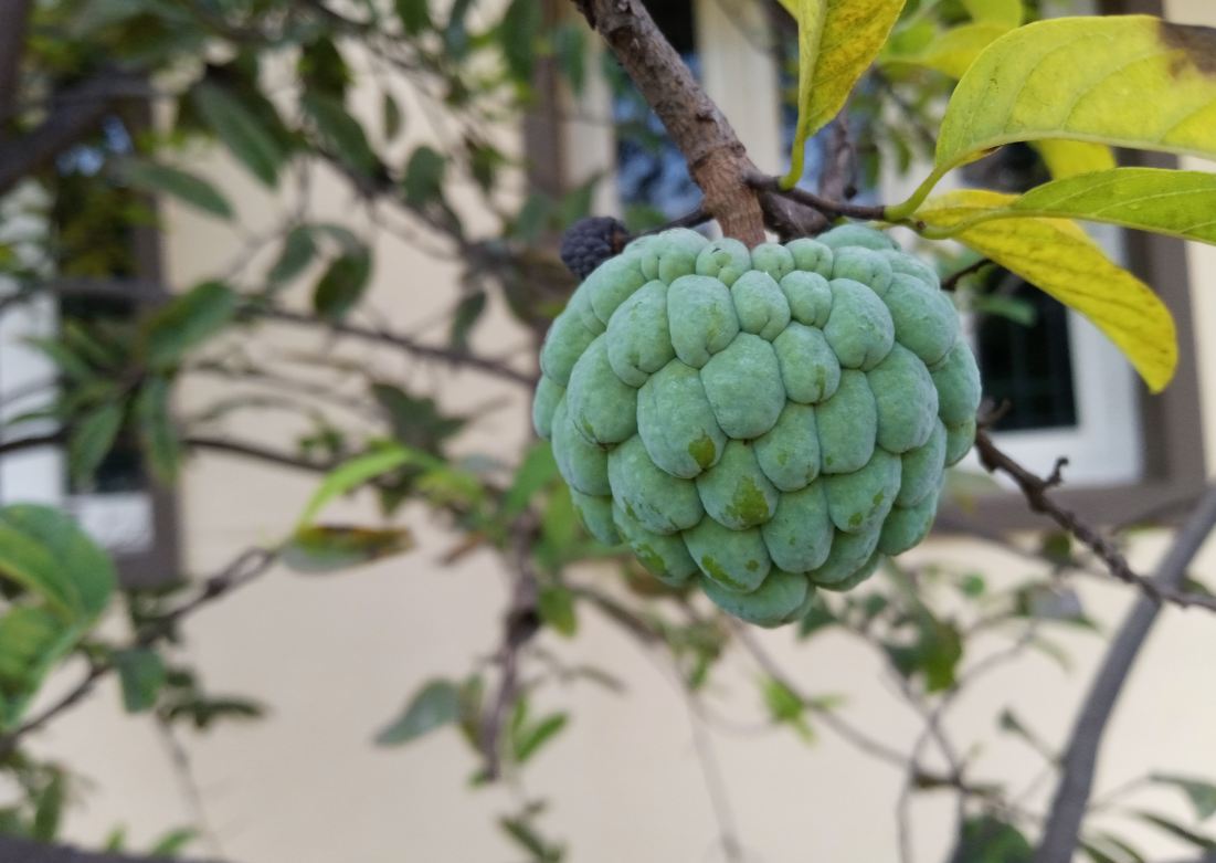 Tecno, Camon i 2X, review