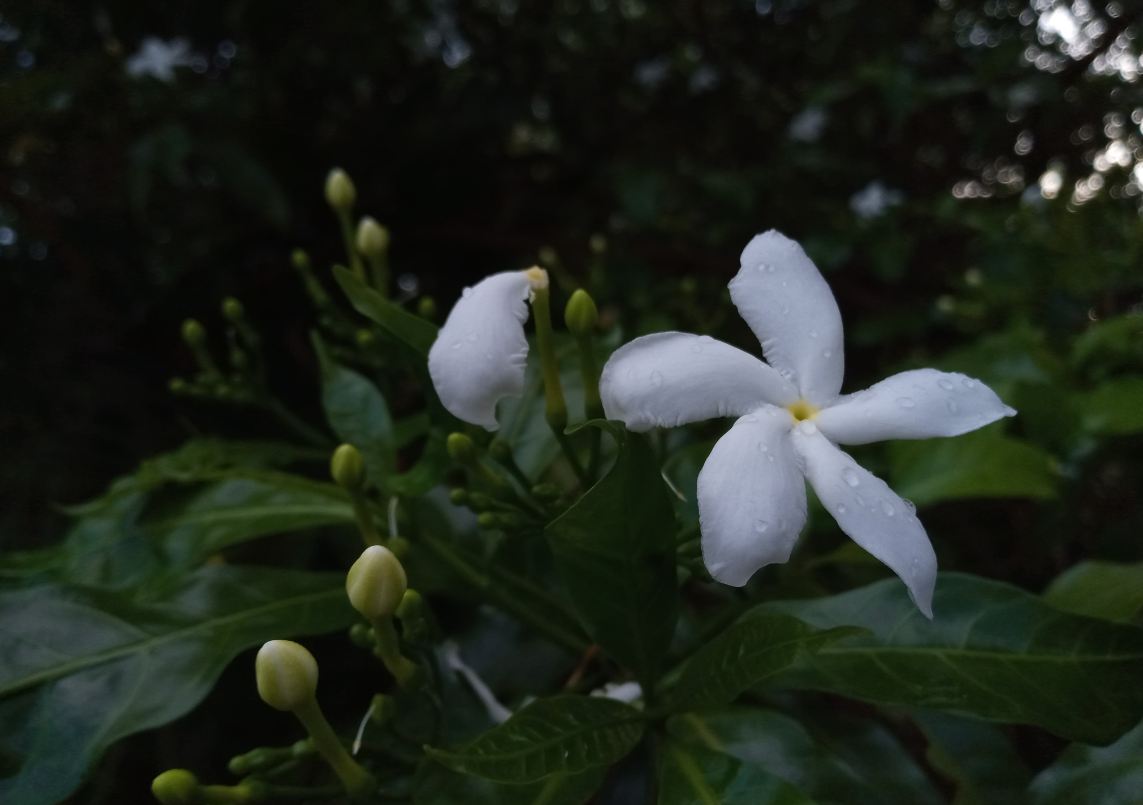 Tecno, Camon i 2X, review