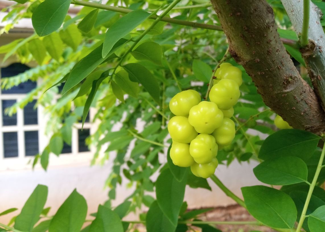 Tecno, Camon i 2X, review