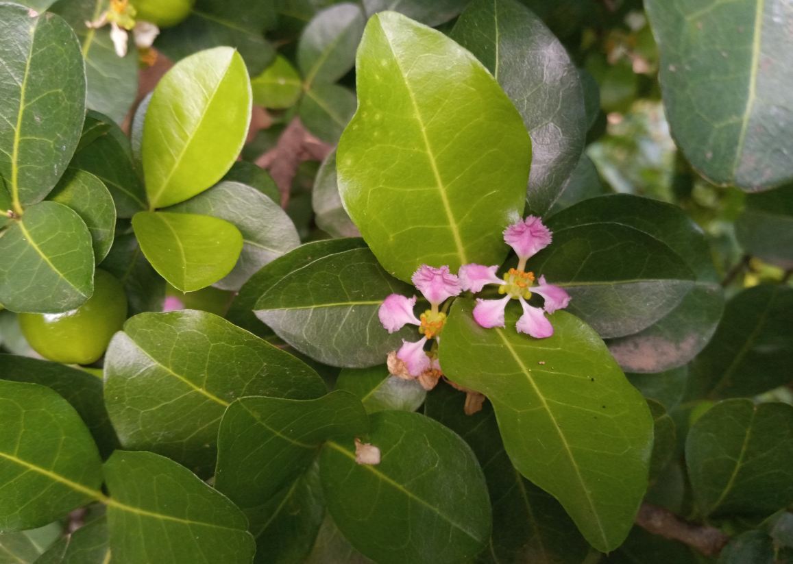 Tecno, Camon i 2X, review