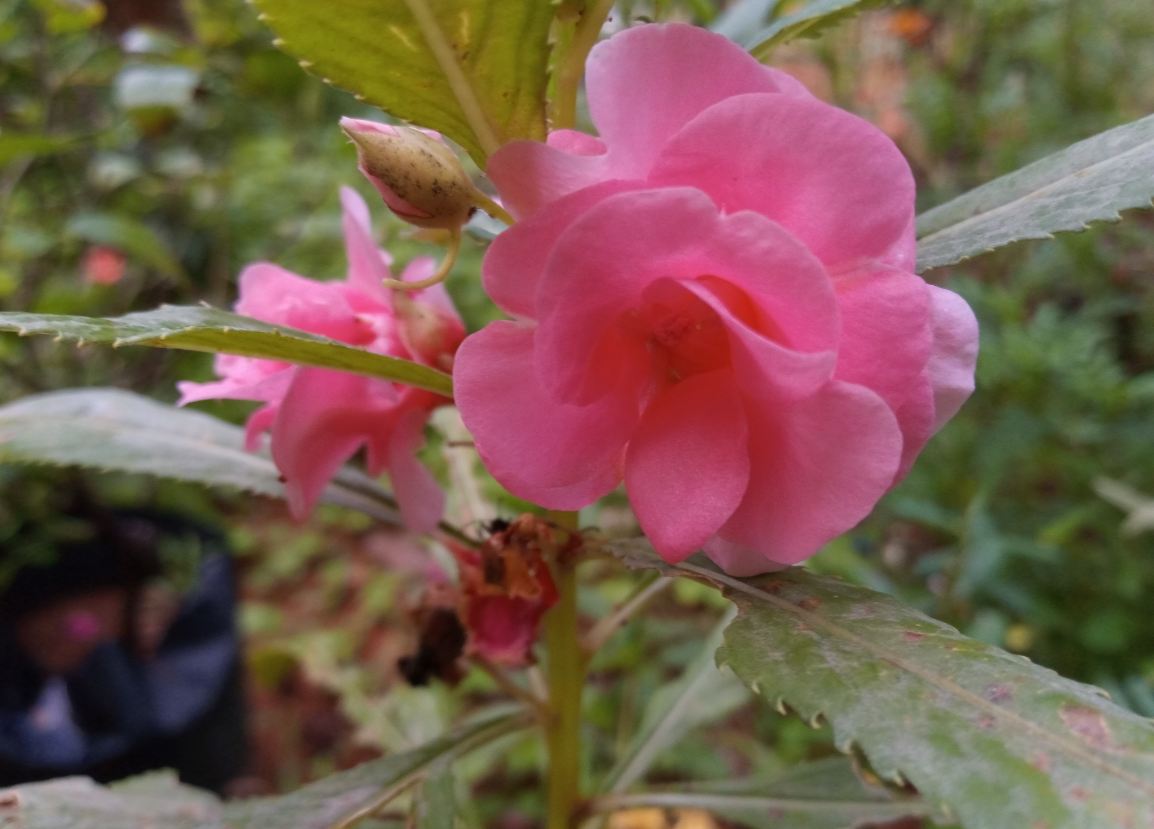 Tecno, Camon i 2X, review