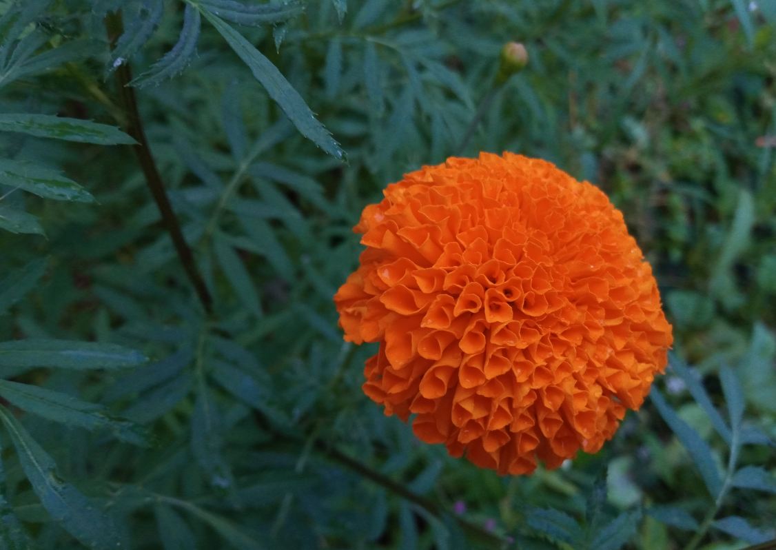 Tecno, Camon i 2X, review