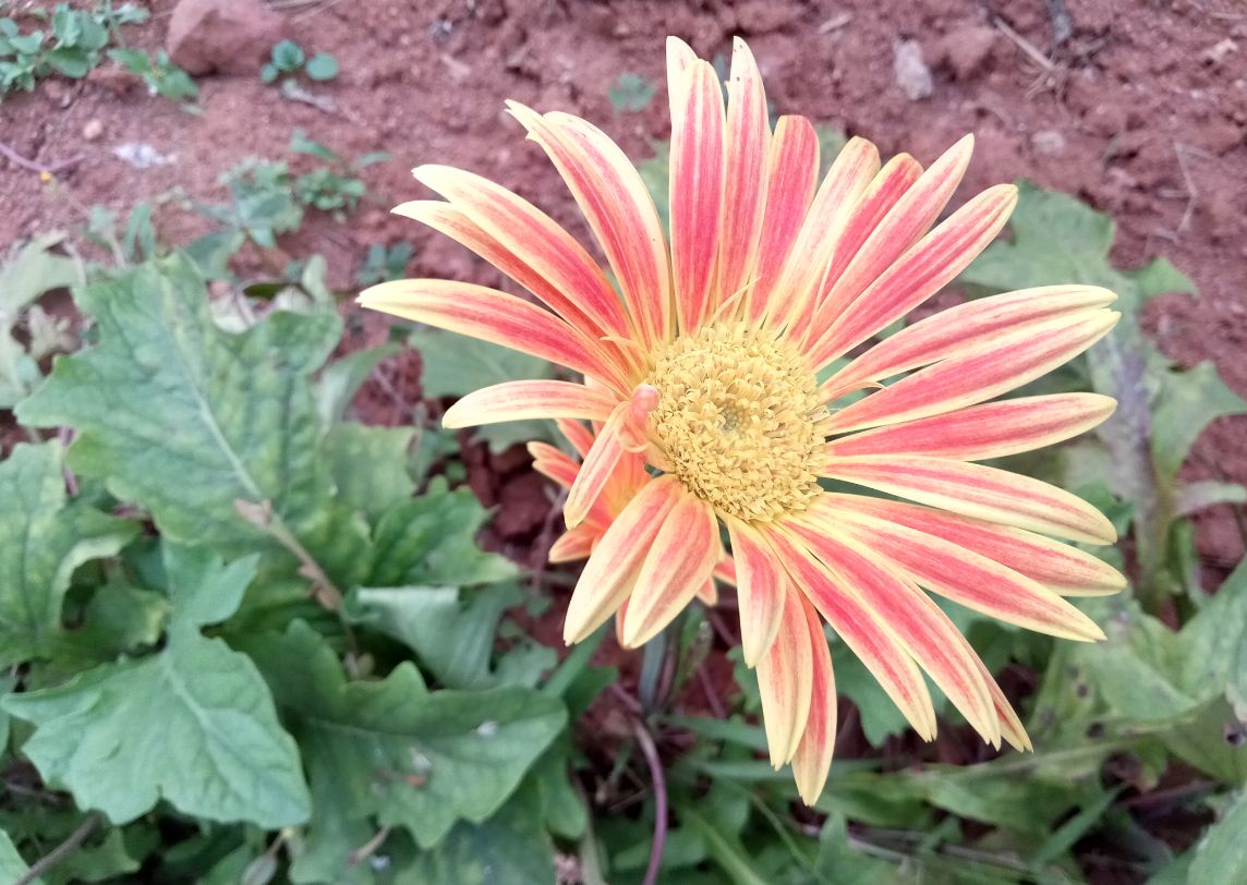 Lenovo K9 primary camera sample taken in the evening Lenovo K9, review, launch,India, price